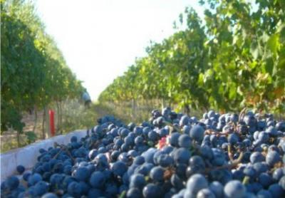 (foto Bodega Patritti)