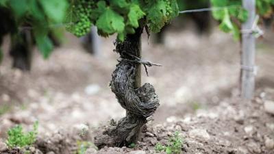 (foto www.chateau-bellegrave.com)