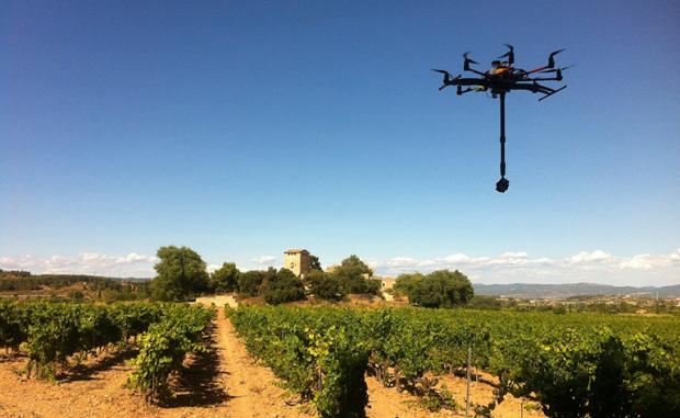 (foto Bodegas Torres)